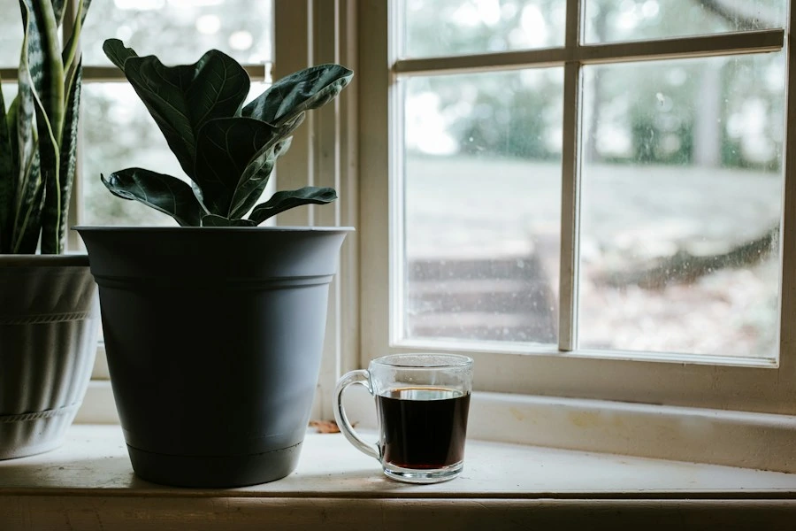 Green plant in a mug by a window, a sample post